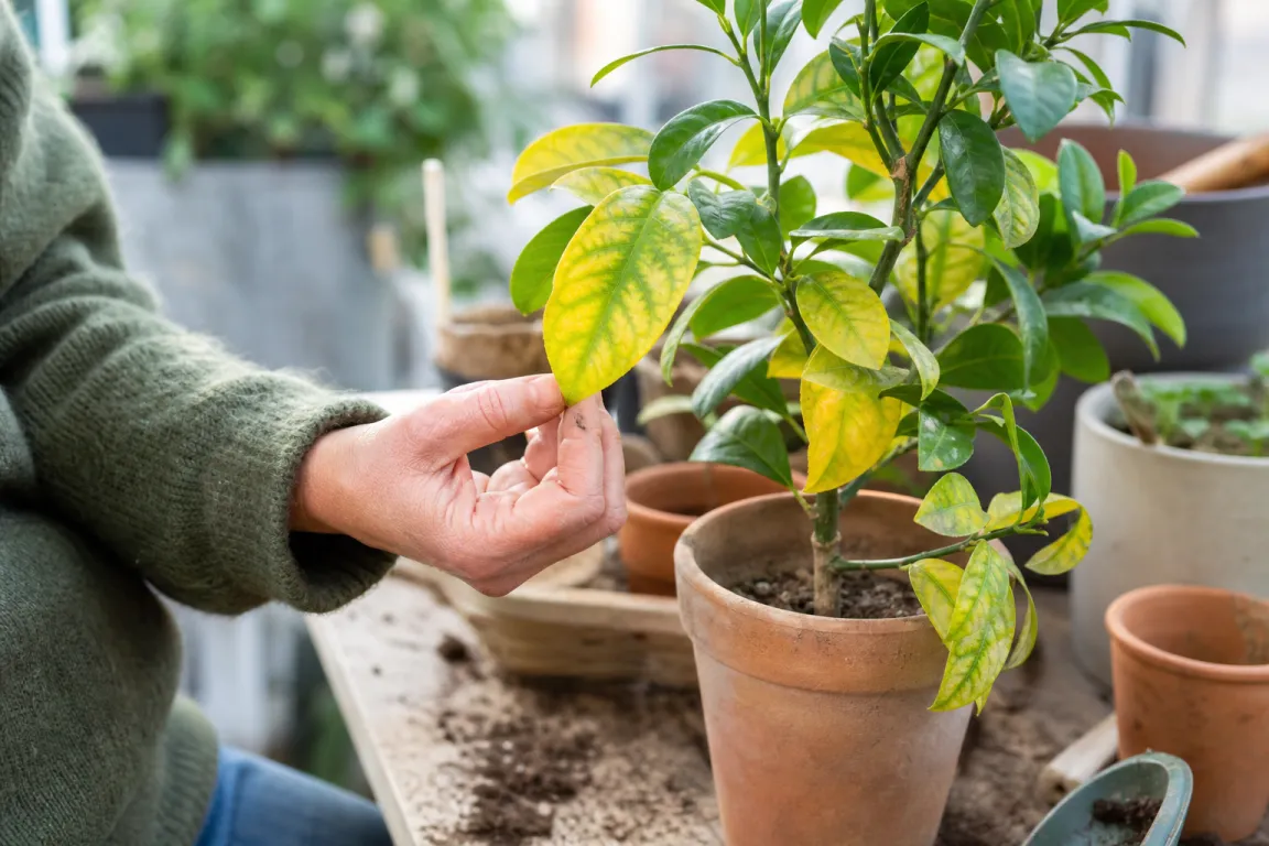 Krukväxt med gulnande blad som undersöks av en hand nära jorden