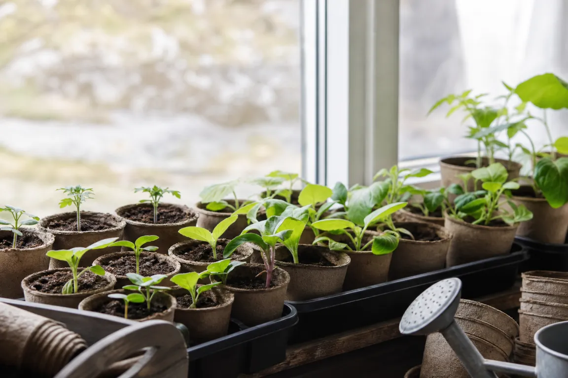 Småkrukor med förkultiverade plantor i olika utvecklingsstadier på ett fönsterbräde