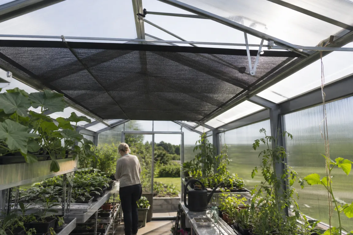 Växthusinteriör med odlingshyllor, skuggväv och öppen takventil